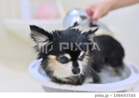 マイクロバブル、ナノバブルのシャワーヘッドでグルーミングをするチワワ 106693588