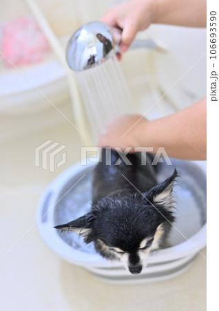 マイクロバブル、ナノバブルのシャワーヘッドでグルーミングをするチワワ 106693590