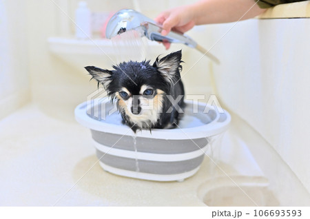 マイクロバブル、ナノバブルのシャワーヘッドでグルーミングをするチワワ 106693593