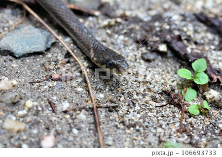 森の中のヒバカリ 森の中のヒバカリ 106693733