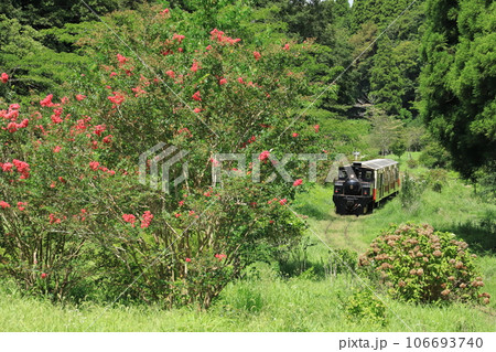 小湊鐵道「百日紅の花咲く山間部を走るトロッコ里山号」 106693740