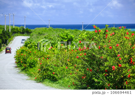 沖縄　ハイビスカスが咲き乱れる道をドライブ 106694461