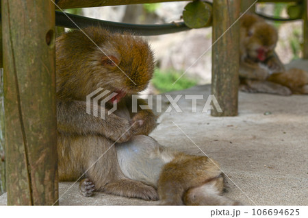 【長野】地獄谷野猿公苑で猿たちがのんびり温泉に入ったりくつろいでいました。子ザルもとても可愛かった。 106694625