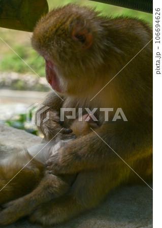 【長野】地獄谷野猿公苑で猿たちがのんびり温泉に入ったりくつろいでいました。子ザルもとても可愛かった。 106694626