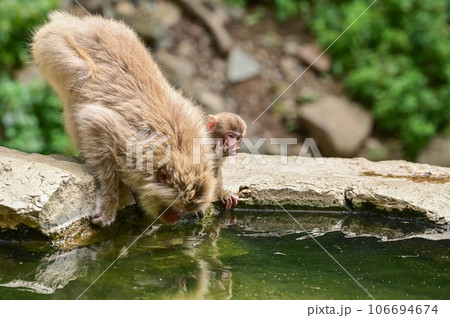 【長野】地獄谷野猿公苑で猿たちがのんびり温泉に入ったりくつろいでいました。子ザルもとても可愛かった。 106694674