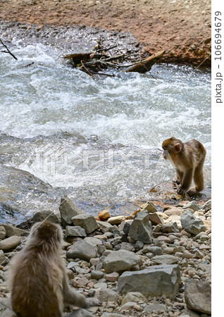 【長野】地獄谷野猿公苑で猿たちがのんびり温泉に入ったりくつろいでいました。子ザルもとても可愛かった。 【長野】地獄谷野猿公苑で猿たちがのんびり温泉に入ったりくつろいでいました。子ザルもとても可愛かった。 106694679