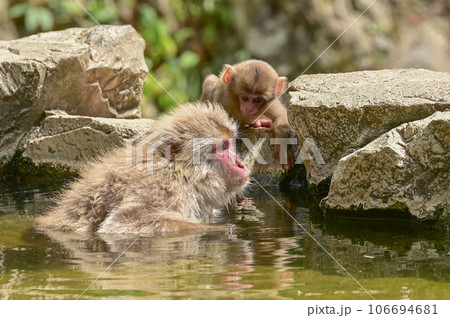 【長野】地獄谷野猿公苑で猿たちがのんびり温泉に入ったりくつろいでいました。子ザルもとても可愛かった。 106694681