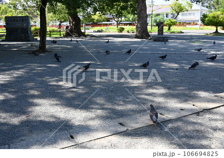 集まる鳩 106694825