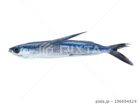 白背景のトビウオ 白背景のトビウオ 106694829