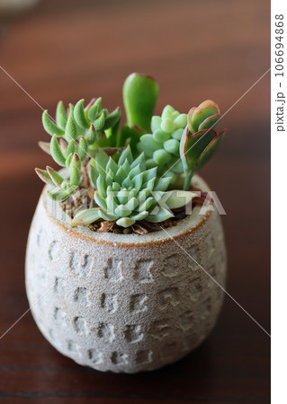 観賞用 多肉植物の写真 106694868
