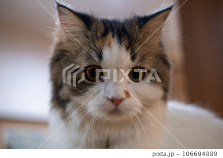Close up of cute fluffy white cat Close up of cute fluffy white cat 106694889