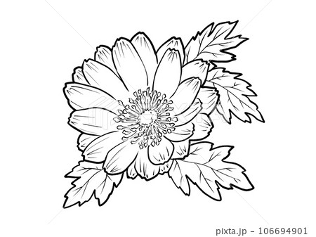 福寿草の塗り絵 福寿草の塗り絵 106694901