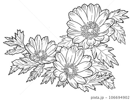 福寿草の塗り絵 106694902