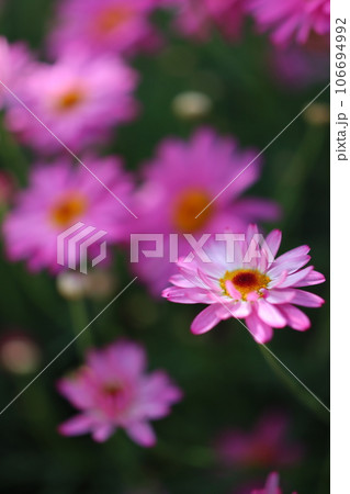 マーガレットを撮影した写真 マーガレットを撮影した写真 106694992
