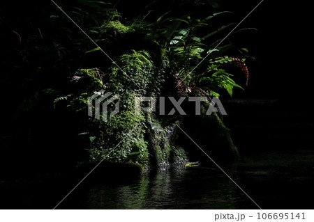 生け花のような、木、苔、シダ 生け花のような、木、苔、シダ 106695141