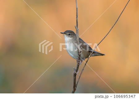 Savi's warbler (Locustella luscinioides) 106695347