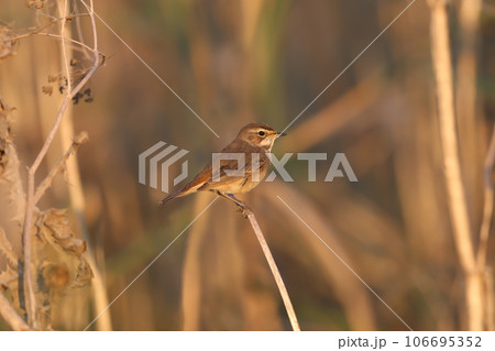 bluethroat (Luscinia svecica) 106695352