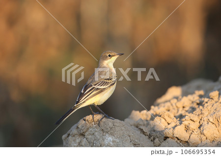 Young western yellow wagtail (Motacilla flava) 106695354