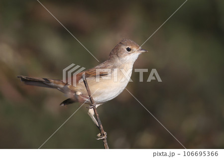 marsh warbler (Acrocephalus palustris) 106695366