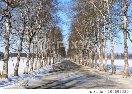 北海道_駒場白樺並木の雪景色風景 北海道_駒場白樺並木の雪景色風景 106695389