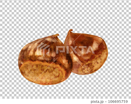 Illustration of chestnut in watercolor style Illustration of chestnut in watercolor style 106695759