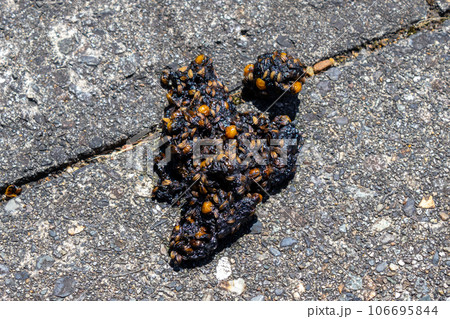 Fresh animal droppings, Katani Dam, Kaga, Ishikawa, Japan Fresh animal droppings, Katani Dam, Kaga, Ishikawa, Japan 106695844