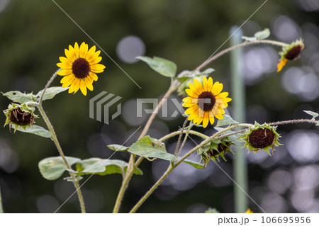 ヒマワリ畑のヒマワリの黄色い花 106695956
