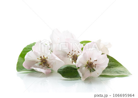 Spring flowering quince tree on a white background 106695964