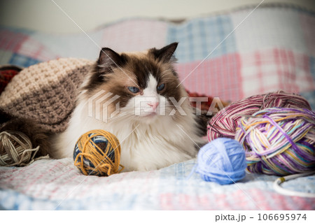 Colored threads, knitting needles and other items for hand knitting and a cute domestic cat Ragdoll Colored threads, knitting needles and other items for hand knitting and a cute domestic cat Ragdoll 106695974