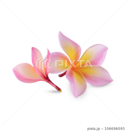 plumeria rubra flower isolated on white background plumeria rubra flower isolated on white background 106696093