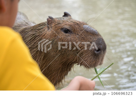 Kid feed grass to Capybara capybara near pond at zoo 106696323