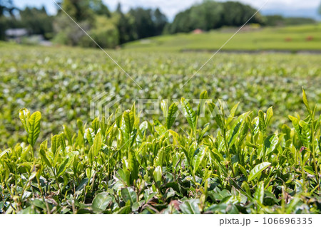 Young leaves of tea plantation in Obuchi Kasaba, Fuji city, Shizuoka 106696335