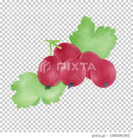 Gooseberry 106696360