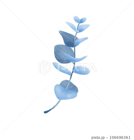 Eucalyptus leaves 106696361