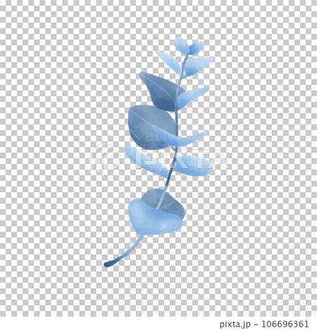 Eucalyptus leaves 106696361