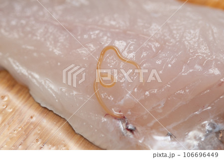 アニサキス 106696449