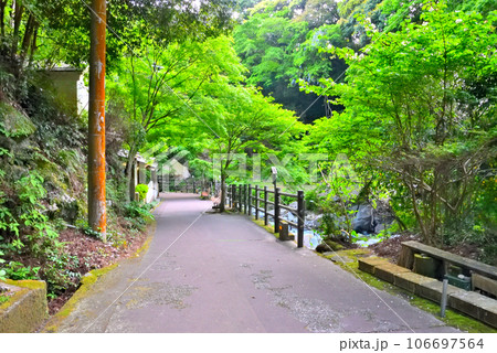 伊豆半島・中伊豆・河津七滝・カニ滝と初景滝の間、遊歩道の様子・静岡県河津町 伊豆半島・中伊豆・河津七滝・カニ滝と初景滝の間、遊歩道の様子・静岡県河津町 106697564