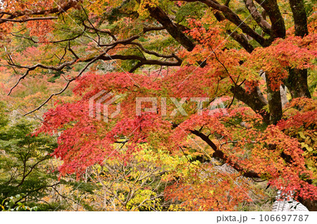 長谷寺の紅葉風景 長谷寺の紅葉風景 106697787