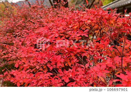 長谷寺の紅葉風景 長谷寺の紅葉風景 106697901