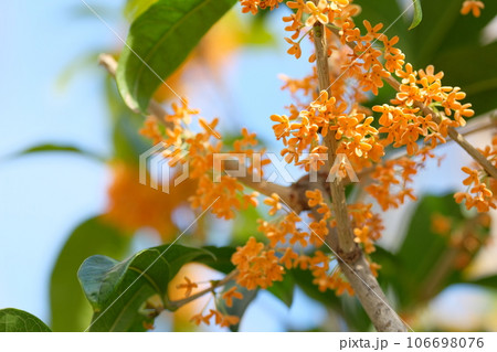 キンモクセイの花 106698076