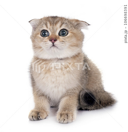 scottish fold kitten in studio scottish fold kitten in studio 106698391
