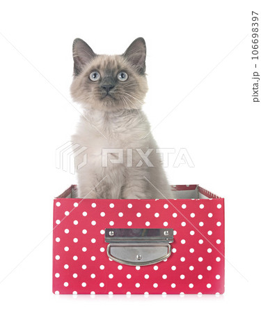siamese kitten in studio siamese kitten in studio 106698397
