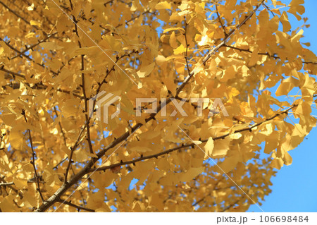 神功皇后陵（五社神古墳）のイチョウの黄葉 106698484