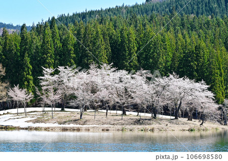 湖に浮かぶ桜 中子の桜 残雪と桜 新潟の観光スポット 湖に咲くサクラ 湖に浮かぶ桜 中子の桜 残雪と桜 新潟の観光スポット 湖に咲くサクラ 106698580