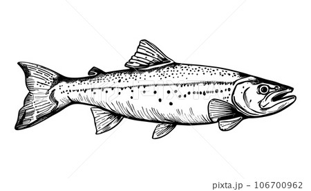 hand sketch Vector isolated on white background. Hand drawn retro icon, vintage ink engraving art. Black line drawing of red fish emblem. Salmon seafood, healthy organic food symbol 106700962