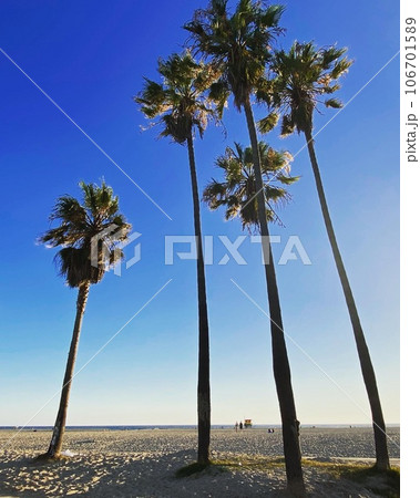 ベニスビーチ 106701589