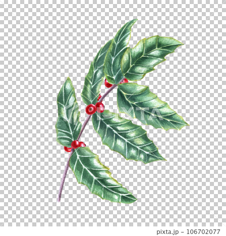 Sprig of European holly. Fresh green ilex leaves with bunch of red berries. Watercolor illustration for Christmas decoration, Xmas cards, New Year greetings Sprig of European holly. Fresh green ilex leaves with bunch of red berries. Watercolor illustration for Christmas decoration, Xmas cards, New Year greetings 106702077