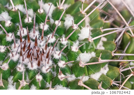 Closeup detail - sharp thorns of green cactus 106702442