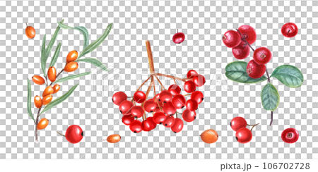 Berry autumn set. Sea buckthorn, lingonberry, viburnum. Ripe, juicy yellow and red berries. Garden, wild berry with leaves. Hand drawn illustration for card, book, greetings. 106702728