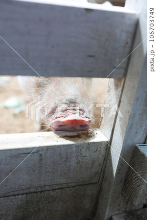 豚の鼻 106703749